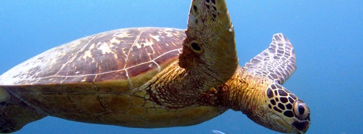 616/Barefoot at Havelock - Havelock Island 014.jpg